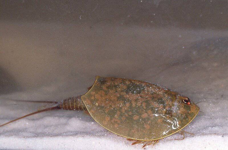 20 Creatures That Survived Mass Extinctions — And How They Did It