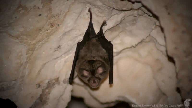 20 Creatures That Survived Mass Extinctions — And How They Did It