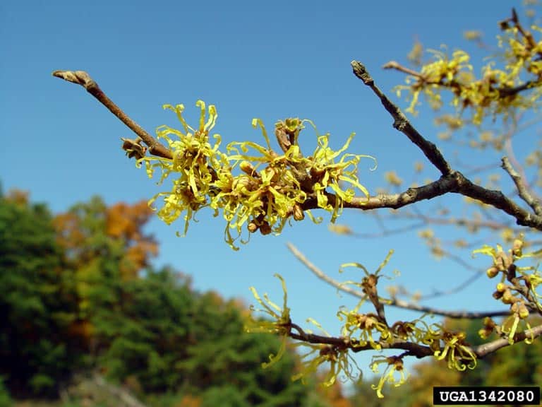 23 Master Manipulator Plants That Make Animals Work For Them