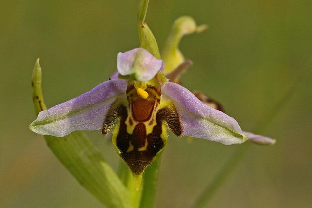 23 Master Manipulator Plants That Make Animals Work For Them