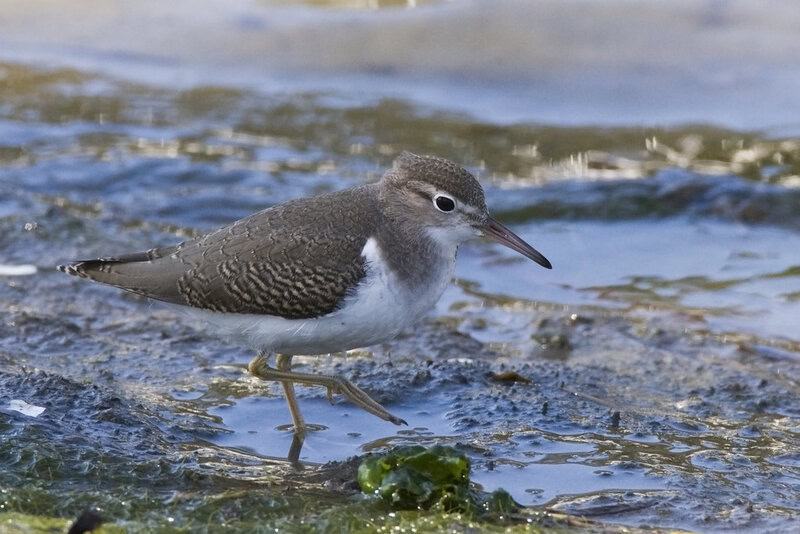 30 Animals That Create Art for Pure Aesthetic Pleasure