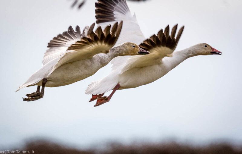 I Followed Migrating Birds for 3 Years: 24 Mind-Blowing Navigation Secrets They Use