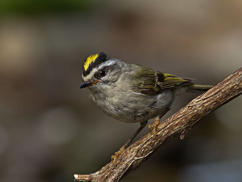 32 Animals That Have Completely Adapted to Climate Change (While Others Go Extinct)