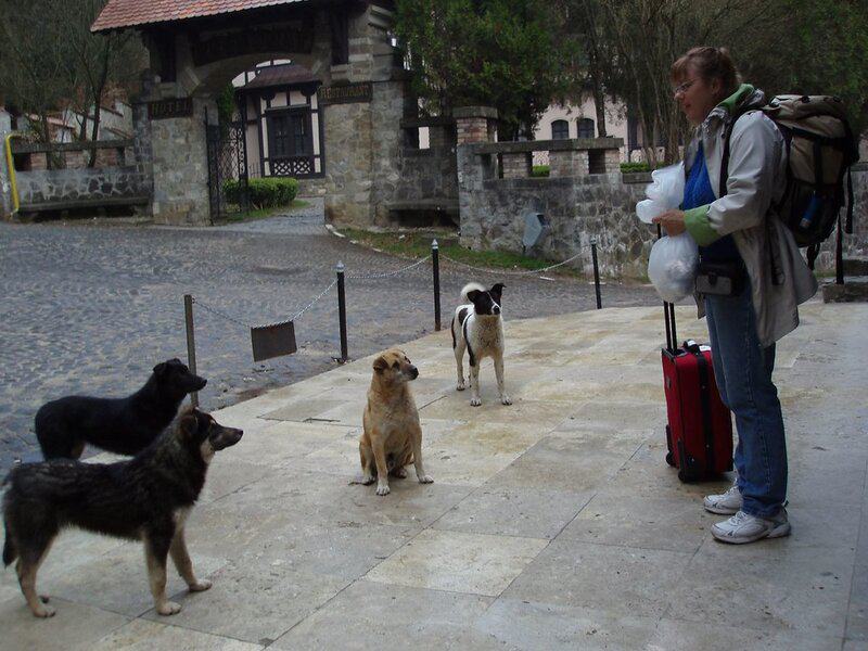 The Dogs of Chernobyl Are Experiencing Rapid Evolution, Study Suggests