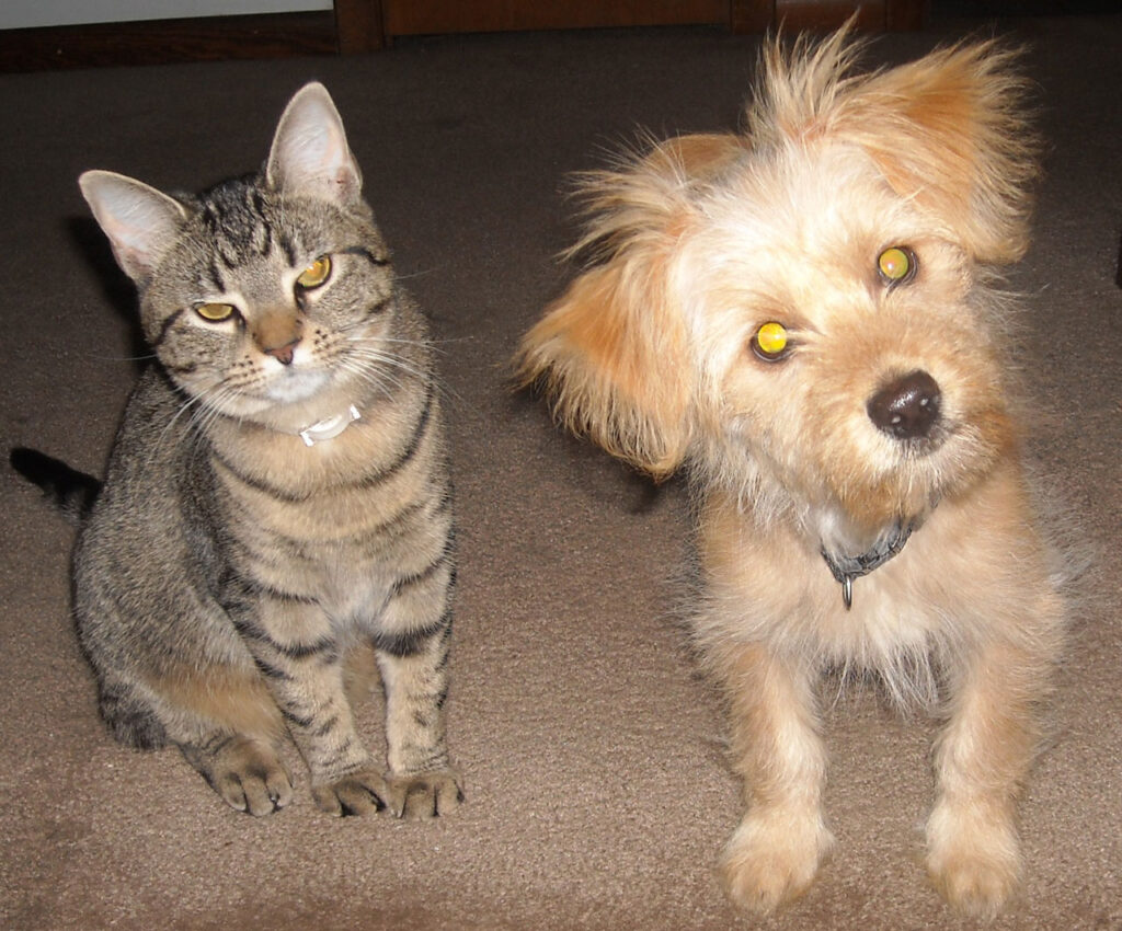 Dogs vs Cats: The Ultimate Battle Decided by 28 Scientific Studies