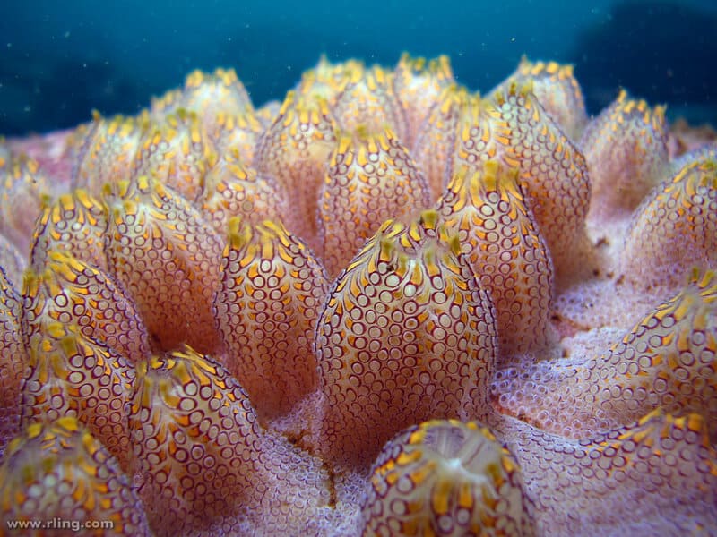 Why Some Animals Age Backwards and Get Younger Every Year