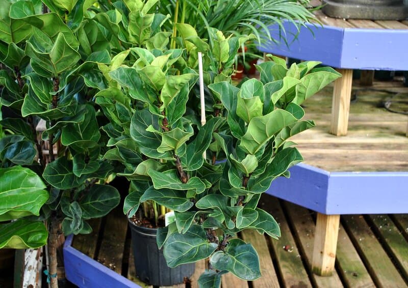 28 Houseplants You Can Grow from Cuttings