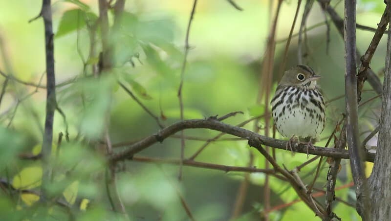 30 Animals That Create Art for Pure Aesthetic Pleasure