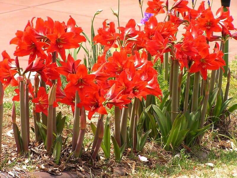 Popular Houseplants That Are Surprisingly Toxic to Pets and Children