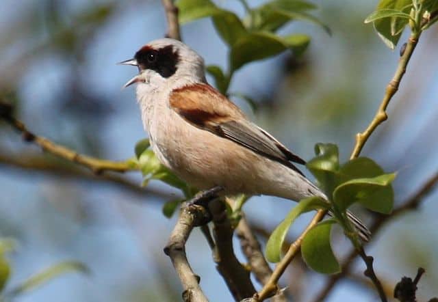 30 Animals That Create Art for Pure Aesthetic Pleasure