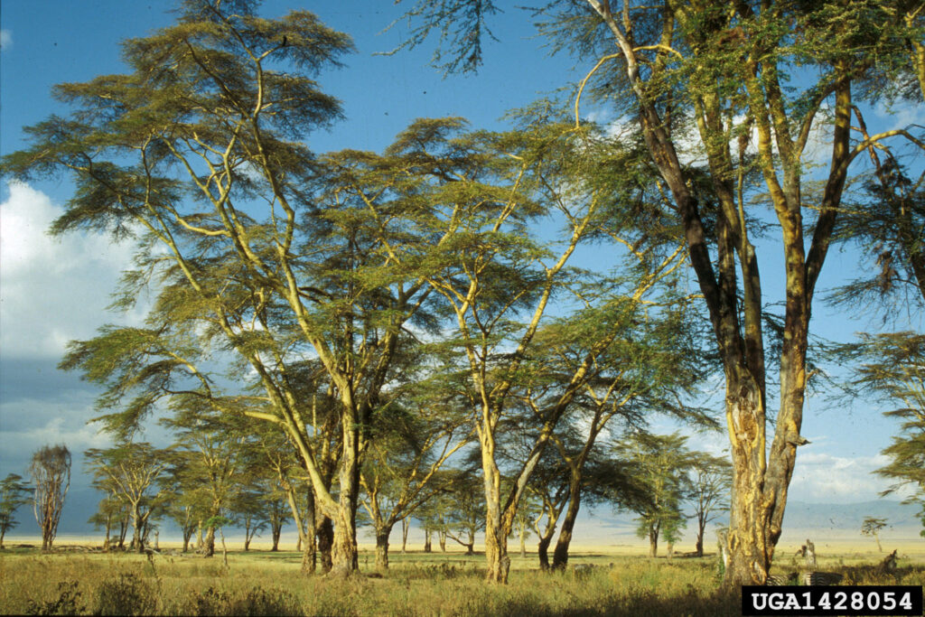 25 Plants That Literally Talk to Each Other (And How They Do It)