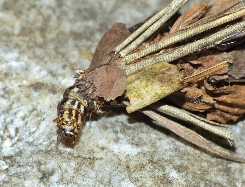 30 Animals That Create Art for Pure Aesthetic Pleasure