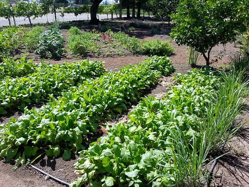 I Ate Like My Great-Grandmother for 6 Months—The Results Shocked My Doctor