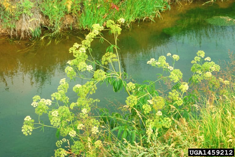 North America&#8217;s Most Lethal Plant: How This Ordinary-Looking Species Can Kill — And 10 More Dangerous Plants to Avoid