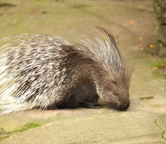 These Wild Animals Look Adorable Until They Turn on Their Owners (And It Always Happens)