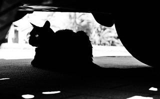 The Phantom Animals That Appear Right Before Major Disasters Strike