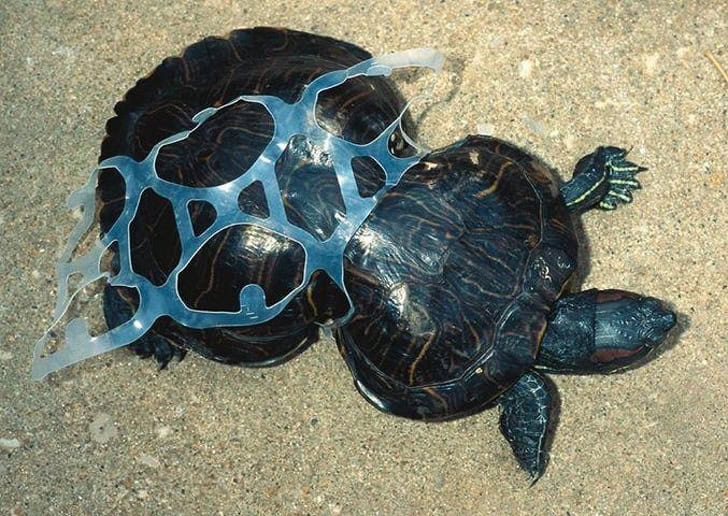 I&#8217;m a Marine Biologist—Here Are 28 Shocking Things I&#8217;ve Found in Ocean Plastic