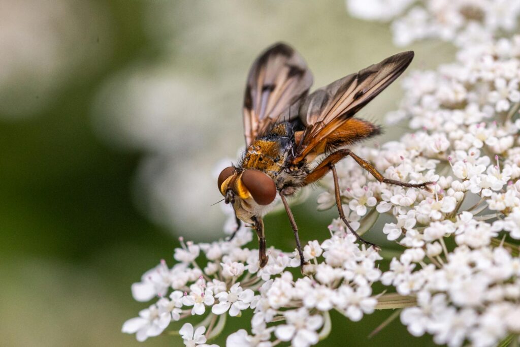 23 Creatures That Dogs Can&#8217;t Stand