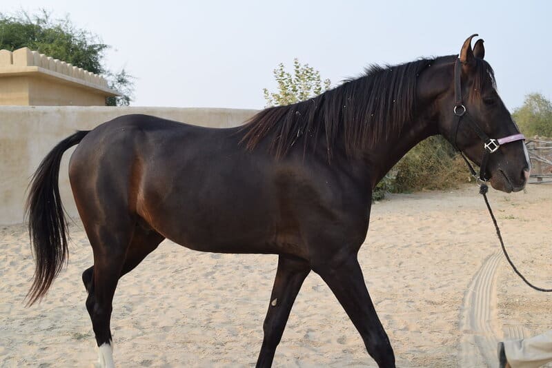 23 Most Stunning Horse Breeds That Will Leave You Breathless — A Visual Journey Through Nature&#8217;s Finest Designs