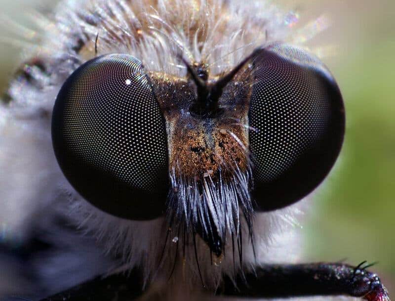 15 Times Scientists Gave Animals Ridiculous Names