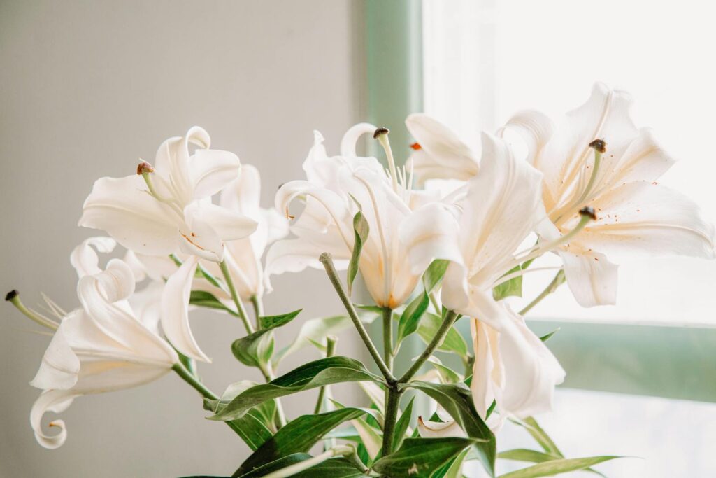 20 Plants Toxic to Pets: A Guide for Safe Home Gardening