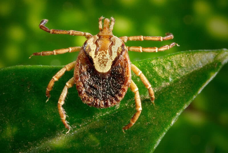 Shocking Discovery: Multiple Tick Species Can Trigger Deadly Red Meat Allergy — 25 Critical Facts That Could Save Your Life