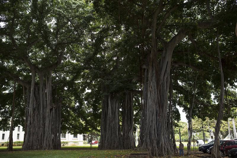 These 25 Ancient Plants Have Witnessed Centuries of History