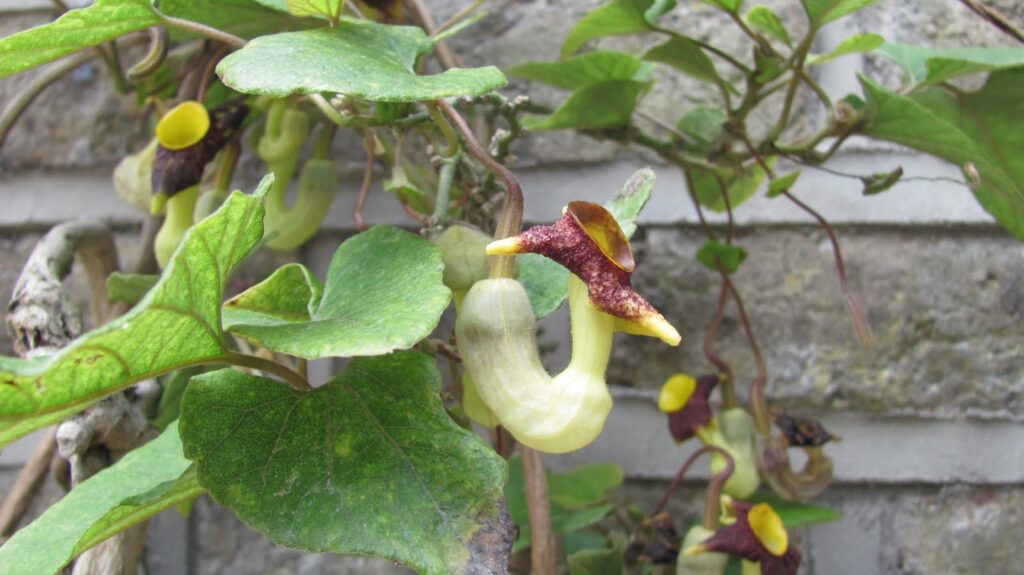 23 Master Manipulator Plants That Make Animals Work For Them