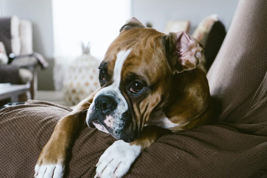 20 Low-Maintenance Dog Breeds Perfect for Busy Owners and 5 That Require Extra Care