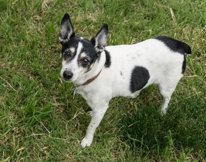 20 Low-Maintenance Dog Breeds Perfect for Busy Owners and 5 That Require Extra Care