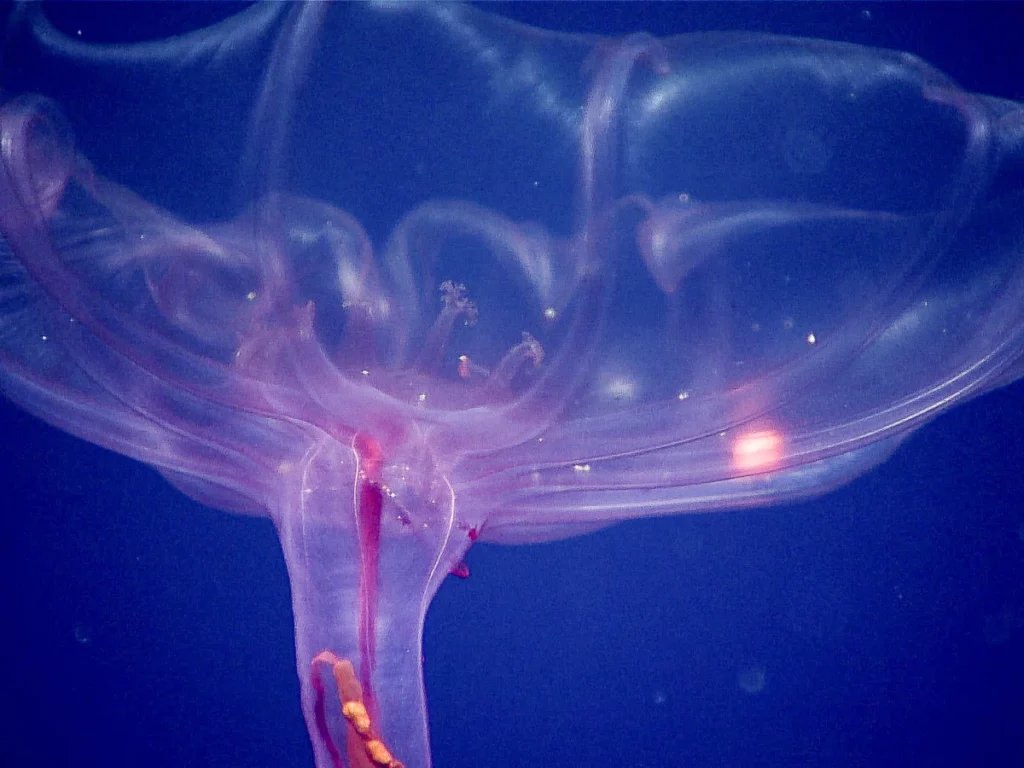 Breakthrough in Marine Biodiversity: Researchers Uncover New Species in Pacific Abyss