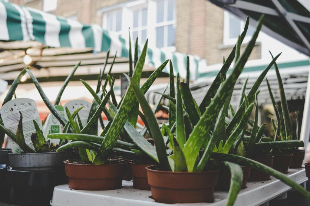 24 Houseplants That Actually Clean Your Air (Most Don&#8217;t Do Anything)
