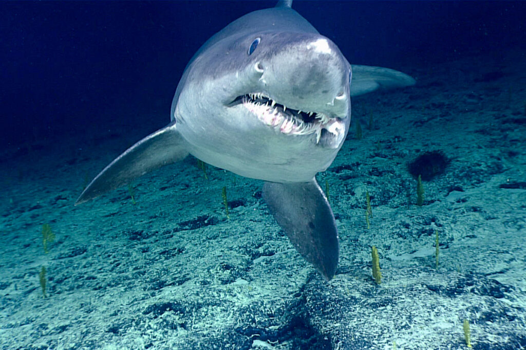 Do Sharks Make Sounds? 21 Mind-Blowing Facts About This Accidental Discovery