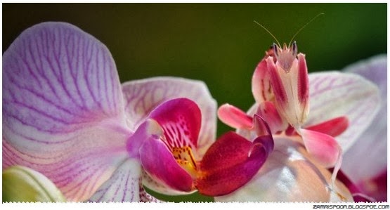 31 Animals That Are Masters of Deception and Lies