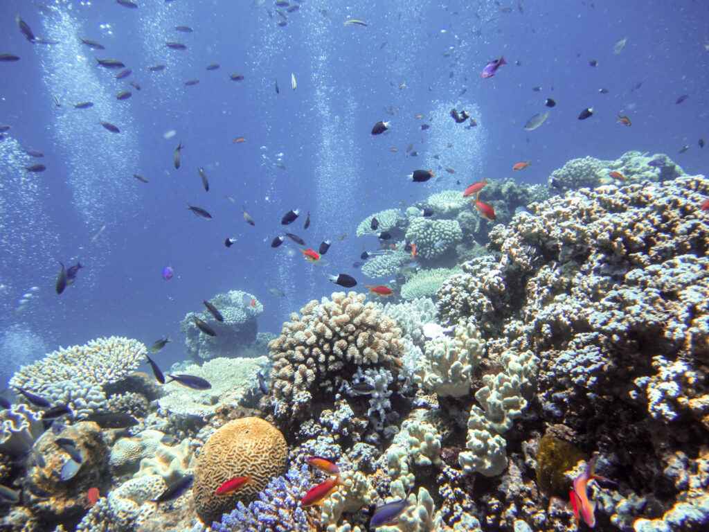 The Great Barrier Reef’s Chemical Conversations: How Coral, Fish, and Algae Talk Underwater