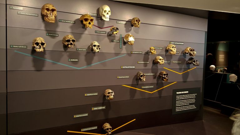 Farmers Dug Up a 300,000-Year-Old Skull. It’s Unlike Any Human Ancestor We’ve Ever Seen.
