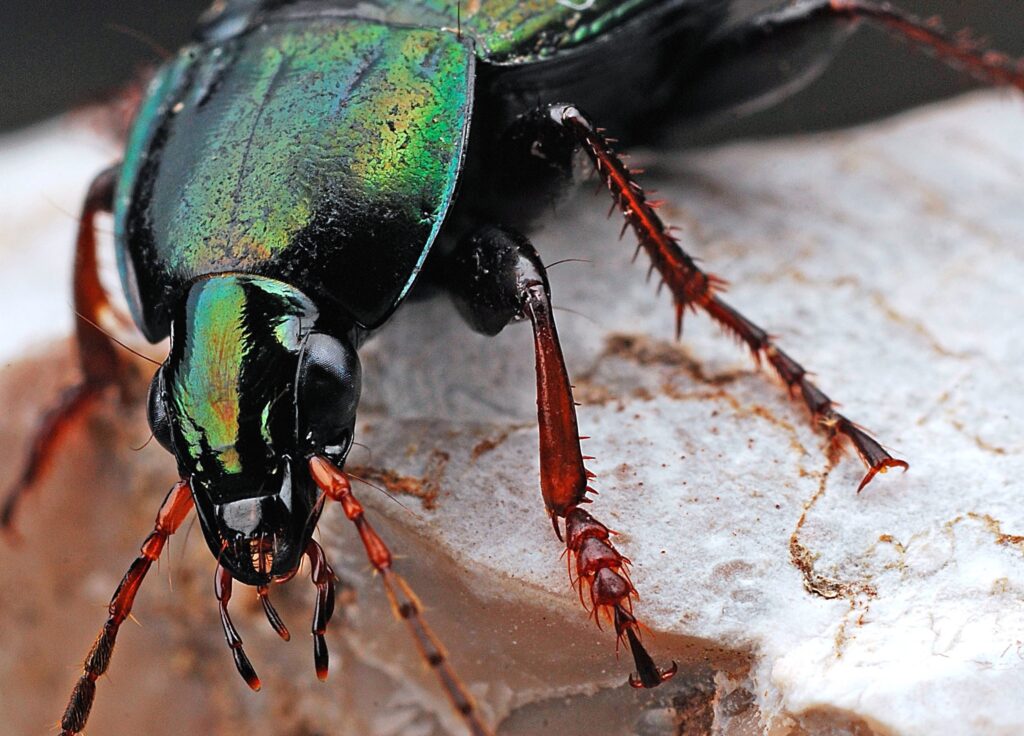 The Amazing World of Insects: 33 Shocking Truths About the World&#8217;s Most Abundant Animals