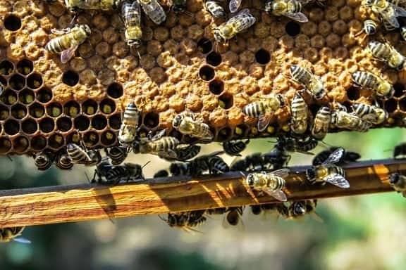 26 Real Reasons Why Bee Colonies Are Collapsing (It&#8217;s Not What You Think)