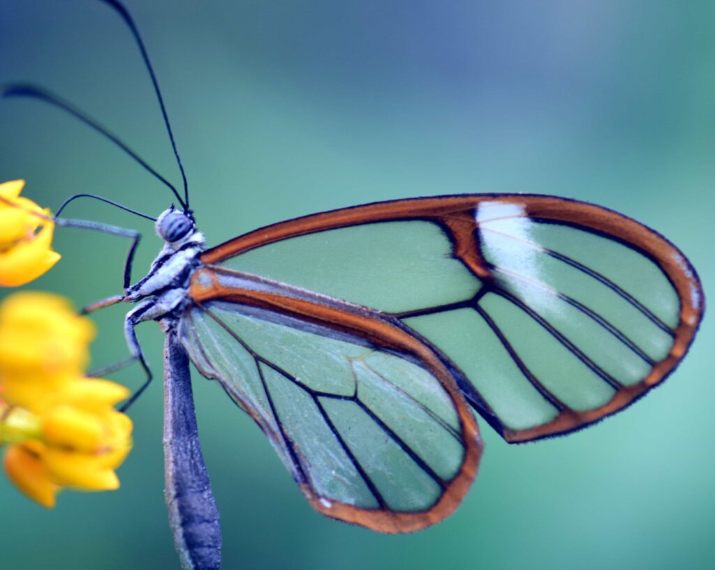 The Amazing World of Insects: 33 Shocking Truths About the World&#8217;s Most Abundant Animals