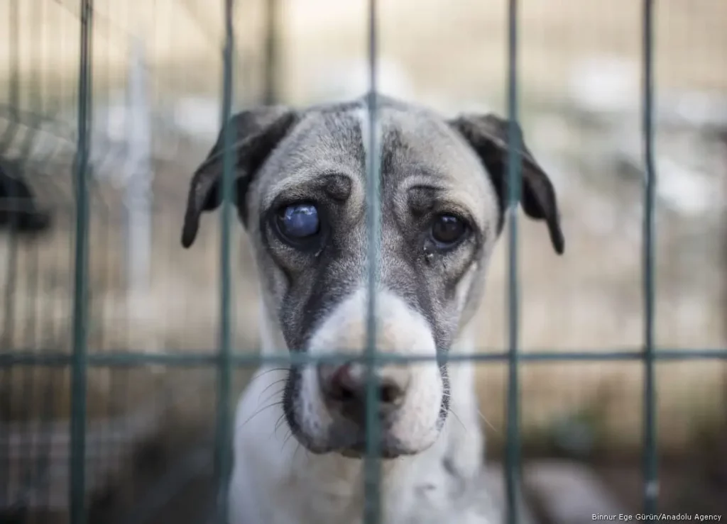 The Dogs of Chernobyl Are Experiencing Rapid Evolution, Study Suggests