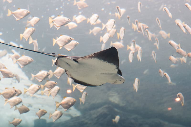 The Great Barrier Reef’s Chemical Conversations: How Coral, Fish, and Algae Talk Underwater
