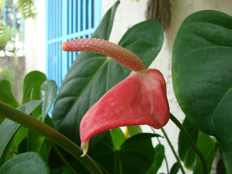 24 Houseplants That Actually Clean Your Air (Most Don&#8217;t Do Anything)