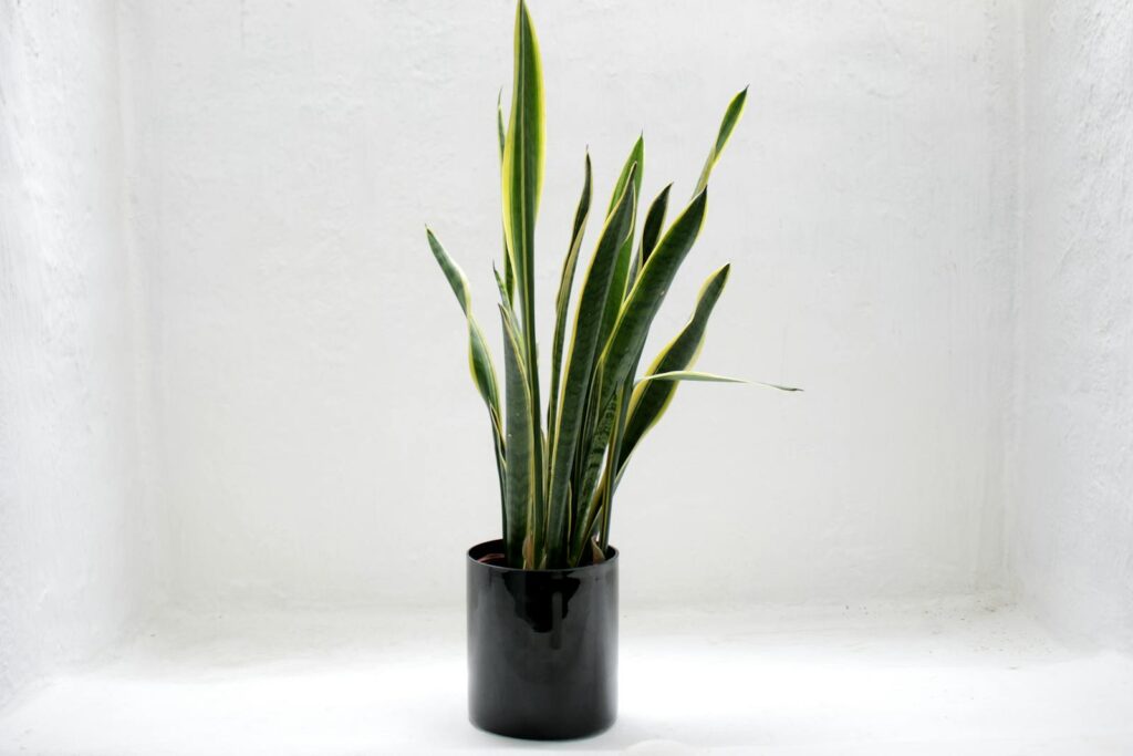 24 Houseplants That Actually Clean Your Air (Most Don&#8217;t Do Anything)