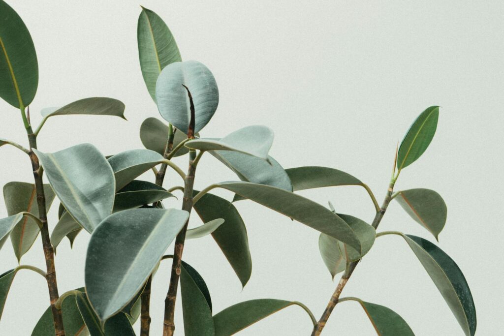 24 Houseplants That Actually Clean Your Air (Most Don&#8217;t Do Anything)
