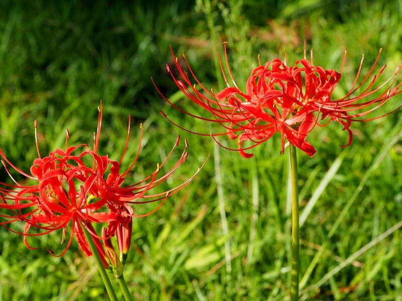 25 of The Rarest Flowers That Only Bloom Once Every Few Years