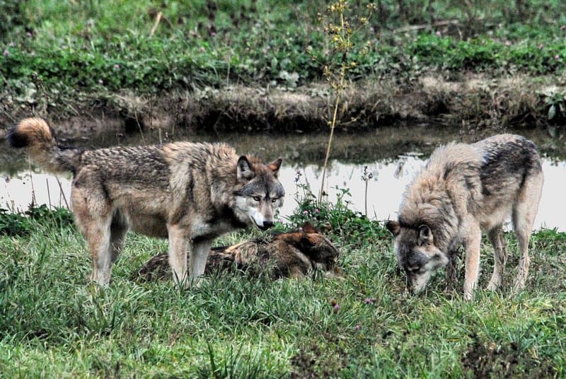 What Happens When You Remove the Alpha: 24 Shocking Pack Dynamics Scientists Discovered