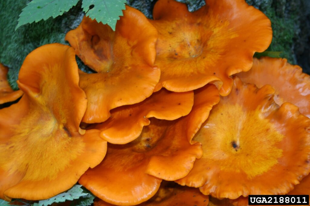 27 Creatures That Glow in the Dark (And Why They Do It)