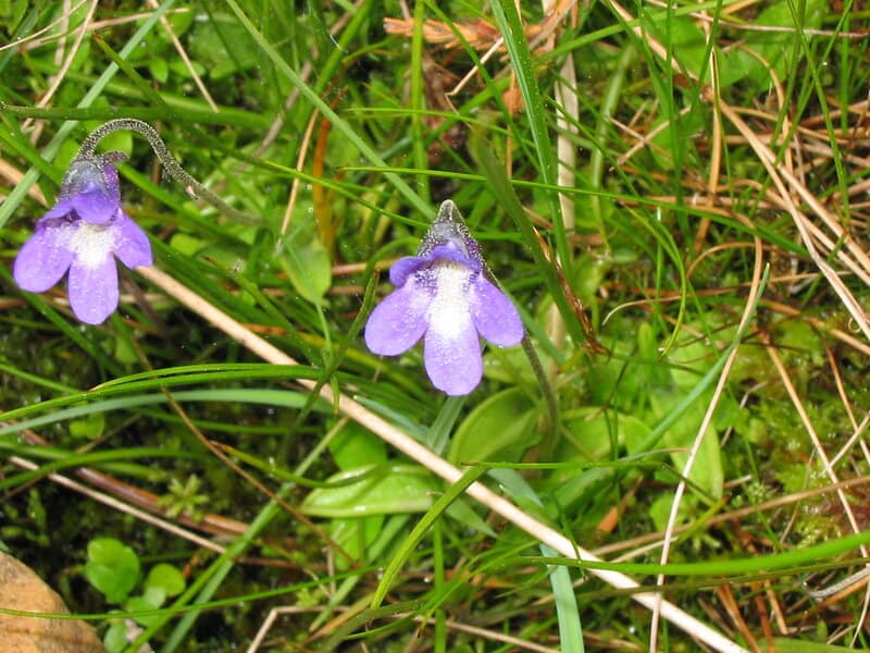 26 Plants That See Colors Humans Can&#8217;t Even Imagine