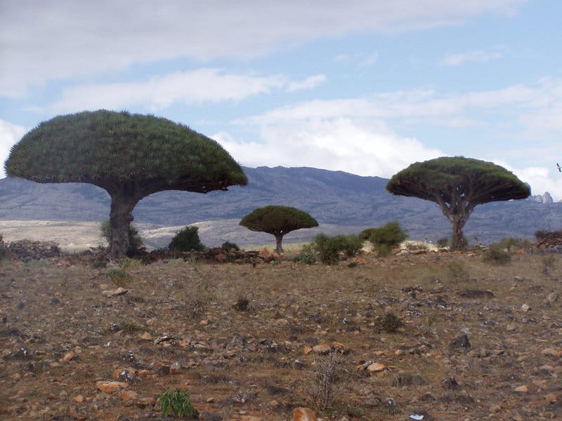 These 25 Ancient Plants Have Witnessed Centuries of History