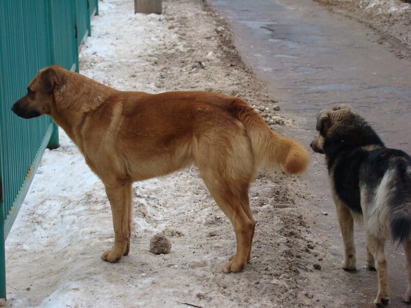 The Dogs of Chernobyl Are Experiencing Rapid Evolution, Study Suggests